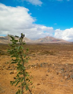 Çöl ve dağlar Lanzarote adasının tipik bir manzarasıdır. Kanarya Adaları takımadaları.