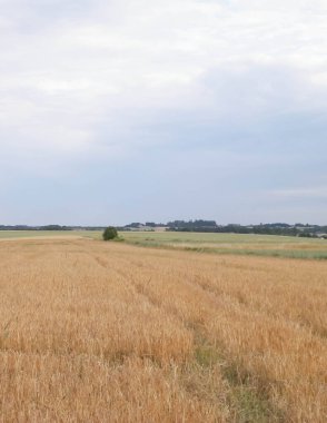 Kashubia 'da bir tarla. Tarım konsepti. Kuzey Polonya.