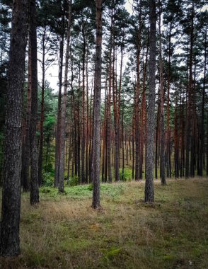 Bory Tucholskie Polonya 'nın karanlık gizemli ormanı. Vahşi, saf doğa.