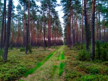 Tuchola Ormanı 'nda yürüyorum. Kuzey Polonya 'nın saf doğası. Seyahat ve doğa kavramı.