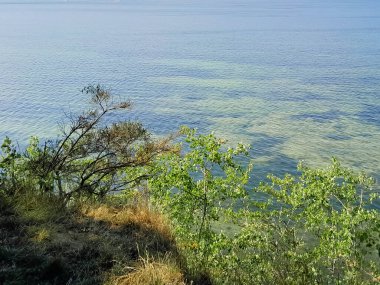 Seascape of Baltic Sea crystal water, seaweed and sea bottom. Copy space over horizon.