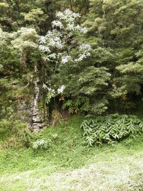 Sao Miguel Adası 'nda vahşi, tropikal bir orman. Azores.