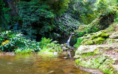 Sao Miguel Adası 'ndaki egzotik tropikal ormanda küçük bir nehir. Doğanın güzelliği.