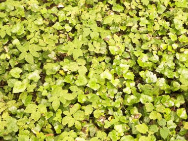 Yeşil sarmaşık doğal bir arka plan. Doğal fenomen.