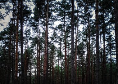 Çam ağaçları doğal bir arka plan. Bory Tucholskie Tuchola Ormanı Doğa Konsepti.
