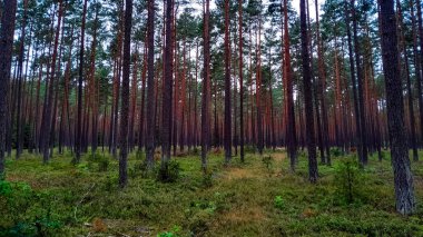 Tuchola Ormanı 'nda yürüyorum. Kuzey Polonya 'nın saf doğası. Seyahat ve doğa kavramı.