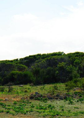 Marfa Yarımadası Malta 'da doğa 2000 bölgesi. Bu güzel adadaki tek yeşil ve ormanlık alan..