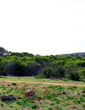 Marfa Yarımadası Malta 'da doğa 2000 bölgesi. Bu güzel adadaki tek yeşil ve ormanlık alan..