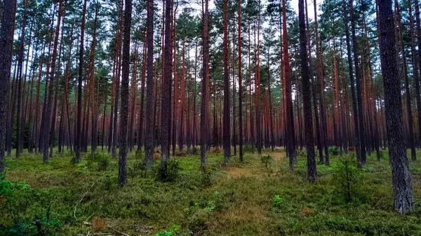 Tuchola Ormanı 'nda yürüyorum. Kuzey Polonya 'nın saf doğası. Seyahat ve doğa kavramı.