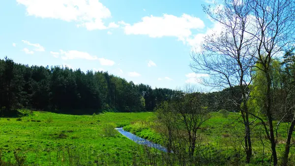 Kuzey Polonya 'daki Idyllic yeşil çayır. Kashubia 'da. Bahar doğasının güzelliği.