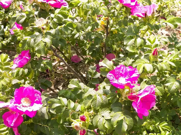 Doğal arka plan olarak pembe kır çiçeği. Doğanın güzelliği.