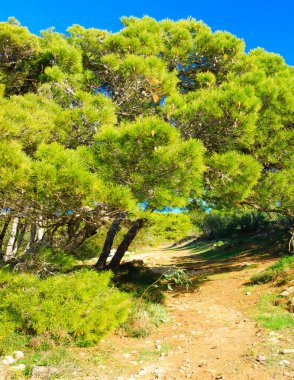 Marfa Yarımadası Malta 'daki Orman 2000 Doğa Koruma Alanı. Malta Adası 'ndaki tek orman sakini..