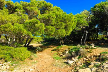 Marfa Yarımadası Malta 'daki Orman 2000 Doğa Koruma Alanı. Malta Adası 'ndaki tek orman sakini..