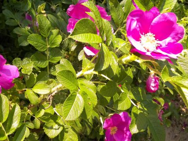 Doğal arka plan olarak pembe kır çiçeği. Doğanın güzelliği.