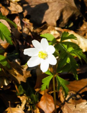 Baharın başında büyüyen küçük beyaz bahar çiçeği. Doğa kıştan sonra uyanıyor..