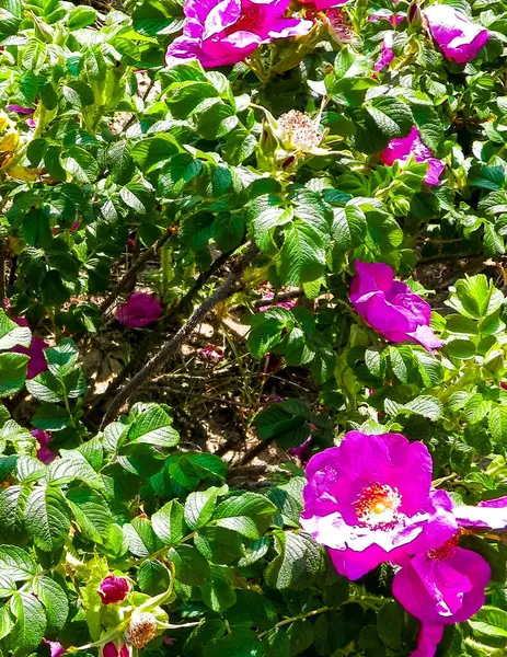 Doğal arka plan olarak pembe kır çiçeği. Doğanın güzelliği.