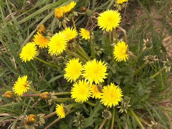 Sarı karahindiba çiçekleri. Çayır üzerinde Taraxacum bürosu..