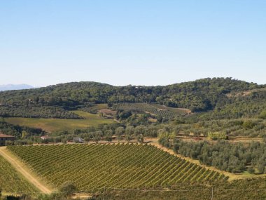 Güneşli bir günde Toskana üzüm bağlarının manzarası. Doğa ve tarım kavramı. İtalya 'da tatiller. Boşluğu kopyala.
