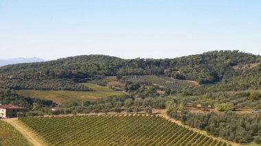 Güneşli bir günde Toskana üzüm bağlarının manzarası. Doğa ve tarım kavramı. İtalya 'da tatiller. Boşluğu kopyala.