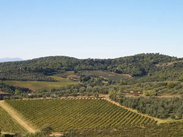 Güneşli bir günde Toskana üzüm bağlarının manzarası. Doğa ve tarım kavramı. İtalya 'da tatiller. Boşluğu kopyala.