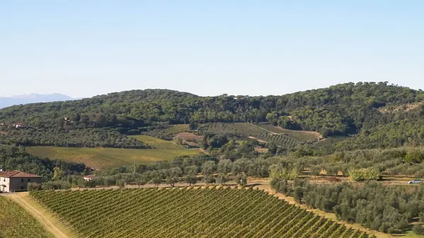 Güneşli bir günde Toskana üzüm bağlarının manzarası. Doğa ve tarım kavramı. İtalya 'da tatiller. Boşluğu kopyala.