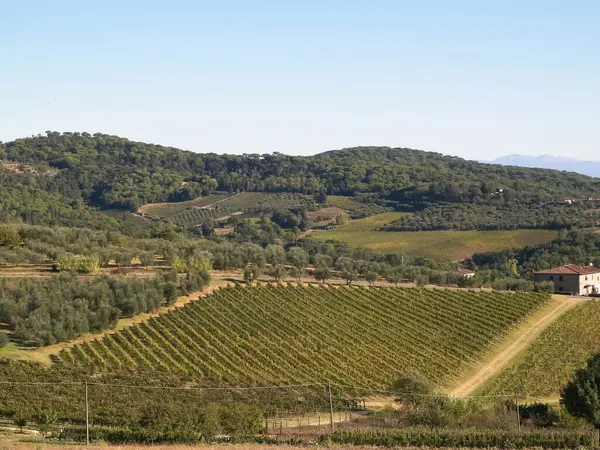 Güneşli bir günde Toskana üzüm bağlarının manzarası. Doğa ve tarım kavramı. İtalya 'da tatiller. Boşluğu kopyala.