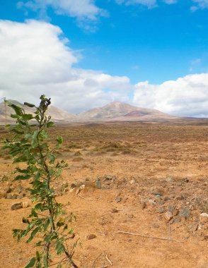 Lanzarote Adası 'nda çöl. Kanarya takımadalarının saf doğası.