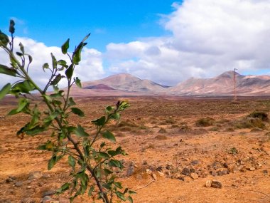 Lanzarote Adası 'nda çöl. Kanarya takımadalarının saf doğası.
