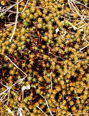 Close-up of forest moss and lichen. The beauty of nature as a background.