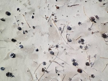 Cones and sand as a natural background. Copy space.