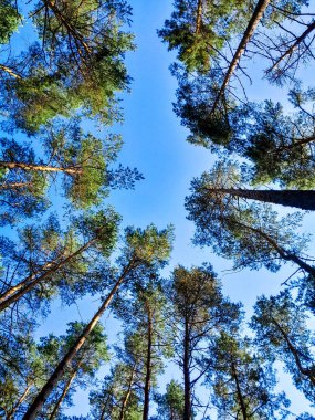 Mavi gökyüzü arka planında yeşil ağaçlar. Yaz yeşili doğa. Boşluğu kopyala.