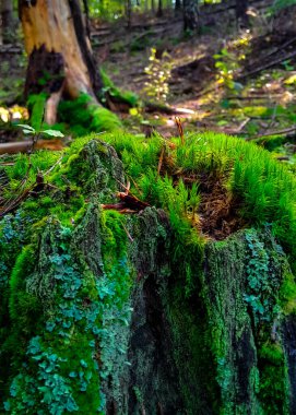 Orman bitkisi. Ormandaki yosunları kapatın. Tamamen vahşi doğa..