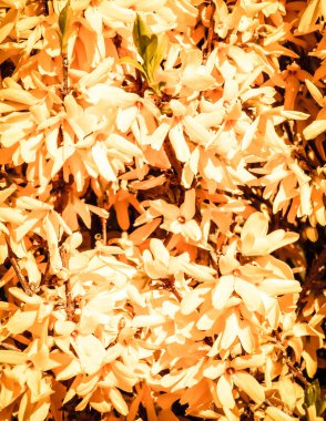 Sarı Forsythia çiçekleri doğa arka planı olarak. Bahçe ve bahar mevsimi konsepti.