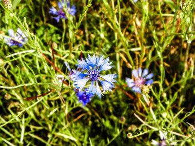 Çiçekli çayır, doğal arka plan olarak. Yaz doğası kavramı.