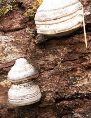 Ağaç gövdesindeki çoklu gözenekleri kapatın. Fomes fomentarius. Tinder fungus olarak da bilinir..