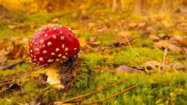 Kırmızı mantara (amanita muscaria) yakın çekim. Ormanda güzel bir mantar.
