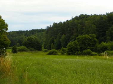 Ormanın ortasında yeşil alan. Kuzey Polonya 'nın güzel doğası. Kashubian Bölgesinin Keşfi.