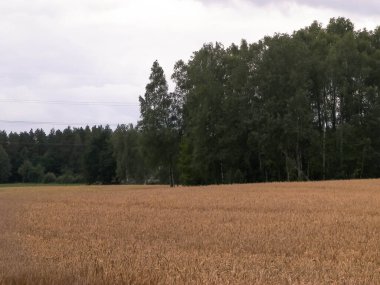 Kashubia 'da hava bulutlu. Gelen yağmur.