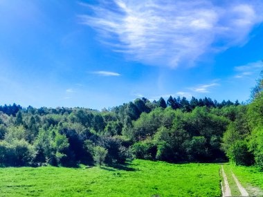 Ormanın ortasında bir çayır olsa ne güzel olurdu. Kuzey Polonya 'da dondurucu bahar.