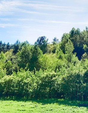 Ormanın ortasında bir çayır olsa ne güzel olurdu. Kuzey Polonya 'da dondurucu bahar.