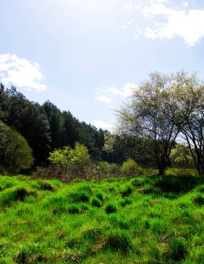 Güzel Kashubia manzarası. Kuzey Pland. Doğanın güzelliği.