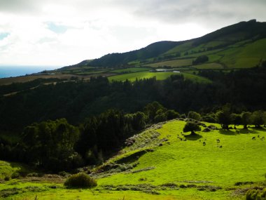 Tipik Azores manzarası. Arka planda doğal yeşil arazi tepeleri ve deniz. Doğanın güzelliği konsepti.