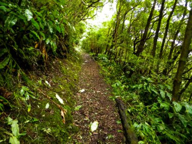 Sao Miguel iç kısımlarındaki tropikal ormanın güzel doğası. Sao Miguel, Azores takımadalarının en büyük adasıdır..