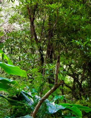Sao Miguel iç kısımlarındaki tropikal ormanın güzel doğası. Sao Miguel, Azores takımadalarının en büyük adasıdır..