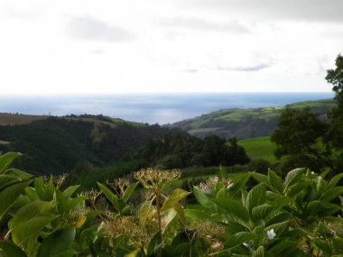 Tipik Azores manzarası. Arka planda doğal yeşil arazi tepeleri ve deniz. Doğanın güzelliği konsepti.