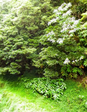 Sao Miguel Adası 'nda vahşi, tropikal bir orman. Azores.