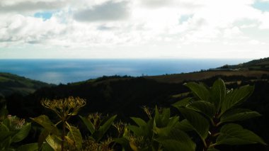 Tipik Azores manzarası. Arka planda doğal yeşil arazi tepeleri ve deniz. Doğanın güzelliği konsepti.