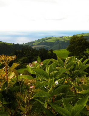 Tipik Azores manzarası. Arka planda doğal yeşil arazi tepeleri ve deniz. Doğanın güzelliği konsepti.