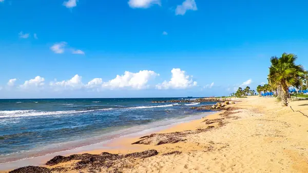 Kıbrıs adası Paphos City yakınlarındaki tropik palmiye, sahil ve Akdeniz manzarası. Seyahat kavramı.