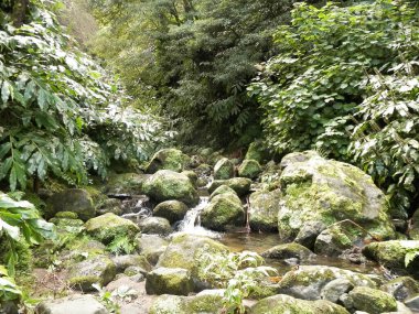 Egzotik ormanda küçük bir nehir. Azores Takımadası. Sao Miguel Adası.